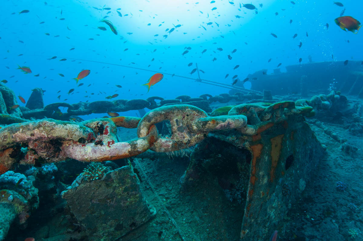 Exploring Egypt’s Underwater Time Capsules: Northern Red Sea Wrecks and Reefs
