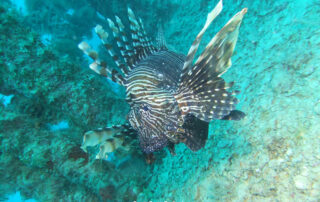Red Sea