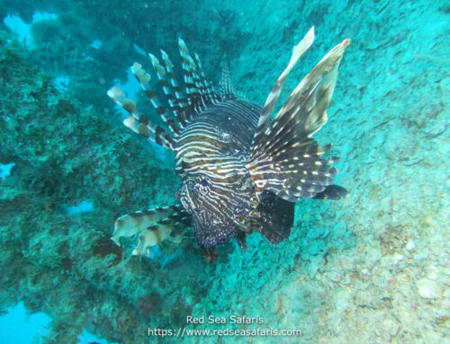 The Ultimate Guide to Scuba Diving the Red Sea in 2025