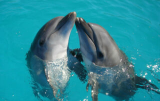 Dolphins