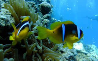 Red Sea Marine Life