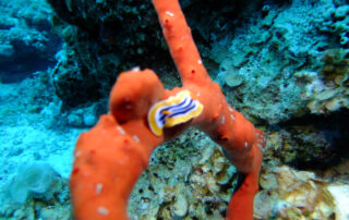 Red Sea Marine Life